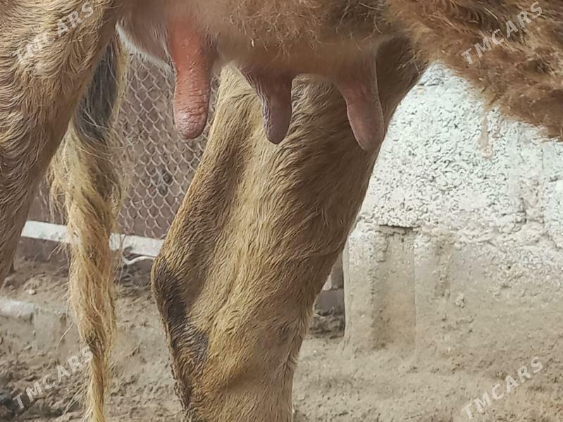 Goleli sygyr - Гумдаг - img 1