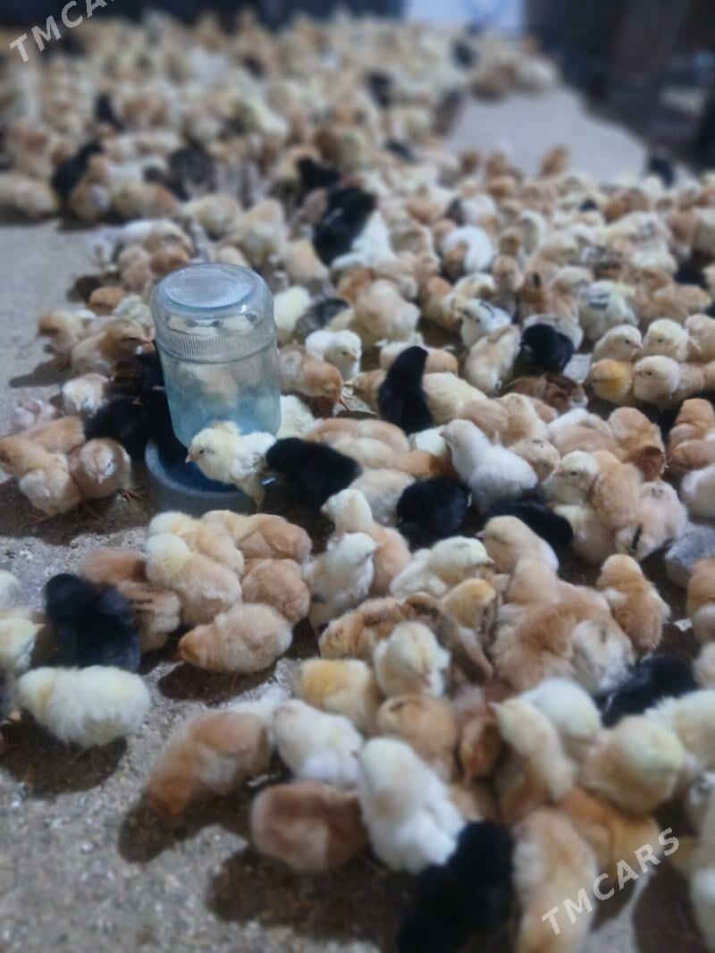 guslar - Gyzylarbat - img 1