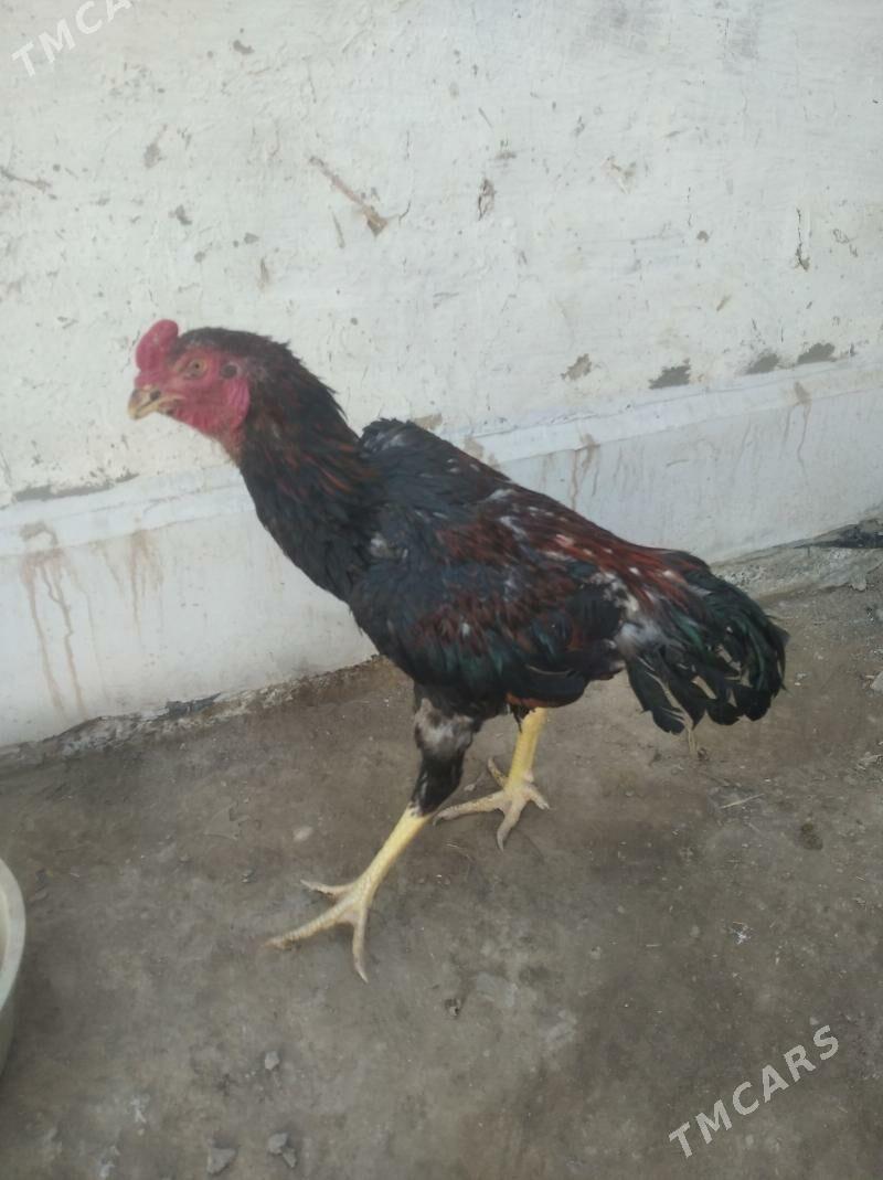 Ozbek - Daşoguz - img 1