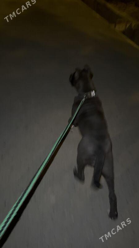 PITKORSA - Ашхабад - img 1