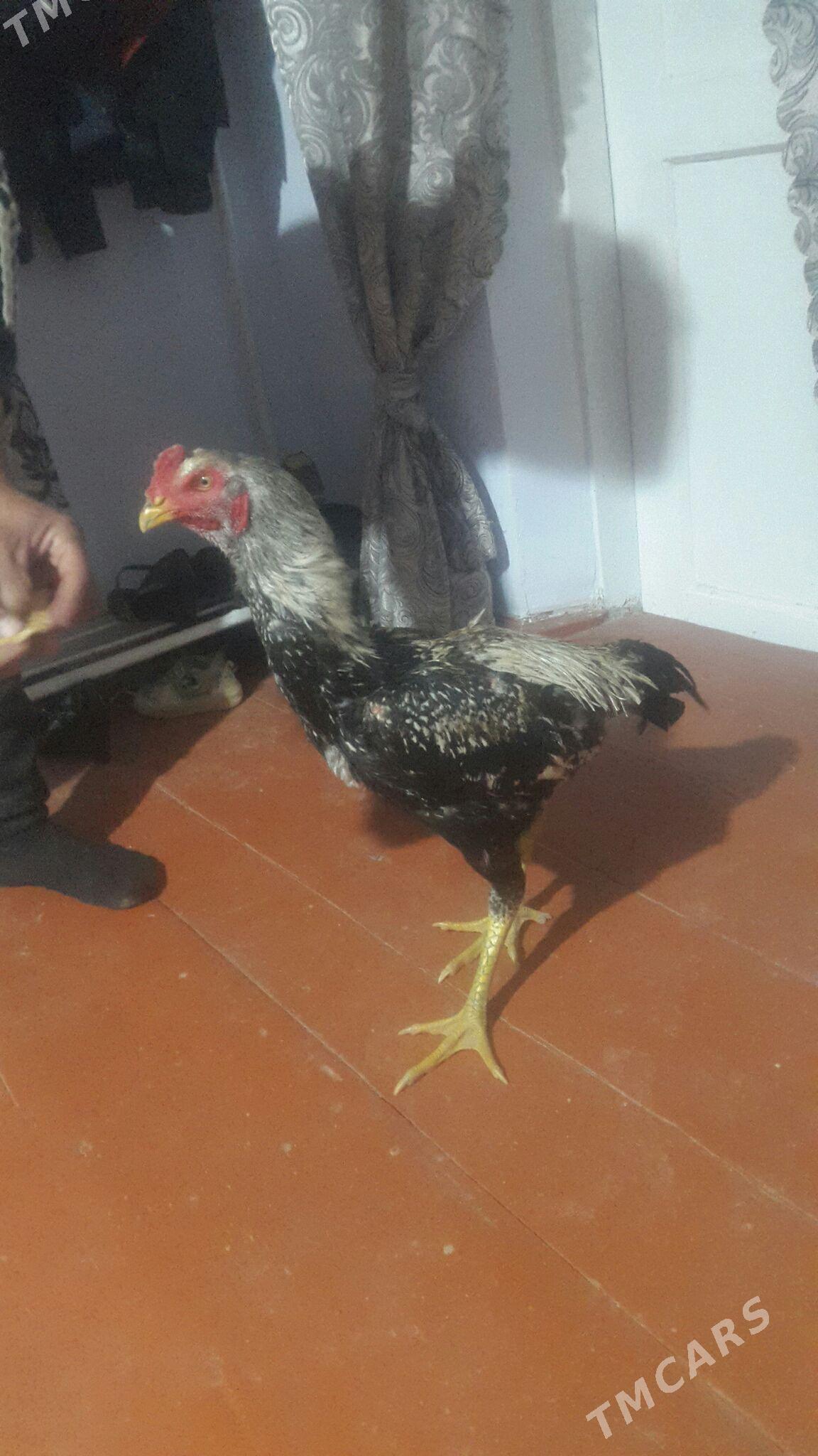 baysow - Чарджоу - img 1