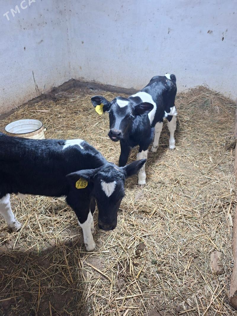 okuzce - Garabekewül - img 1