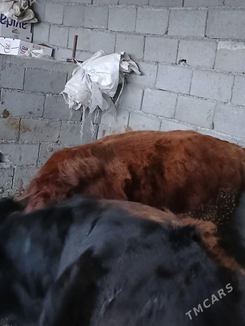 okuz - Яшлык - img 1