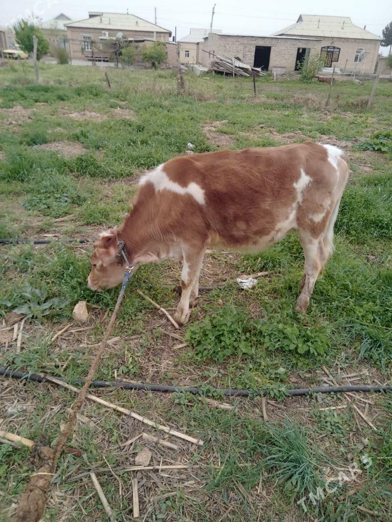 gulajyn gole - Wekilbazar - img 1