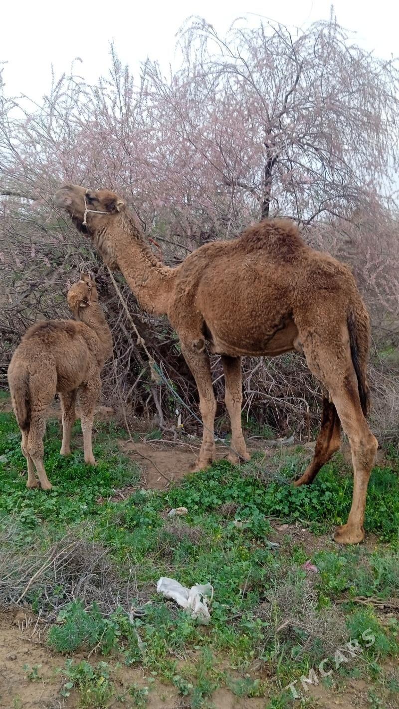 kosekliduye - Çoganly - img 1