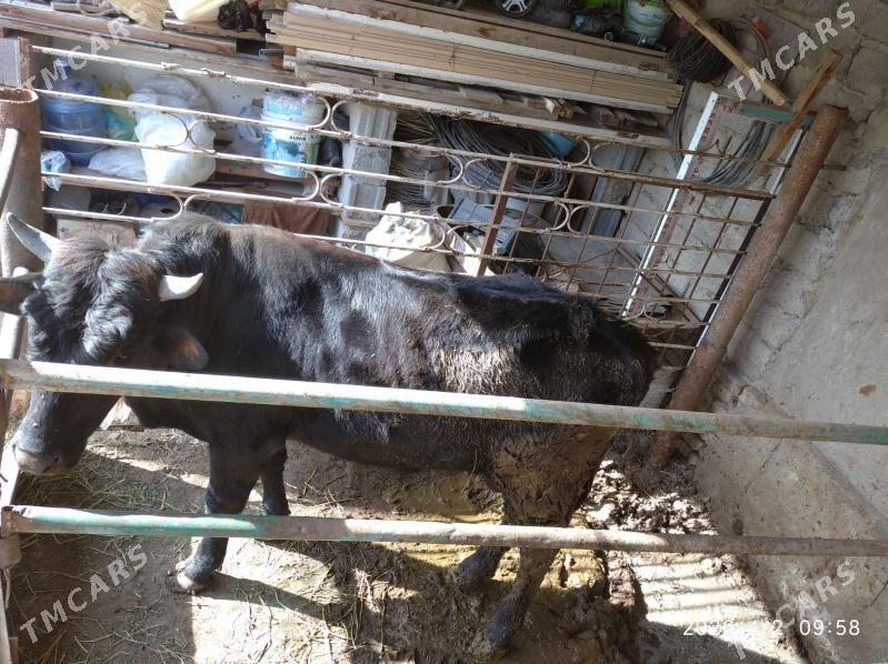 okuz - Aşgabat - img 1