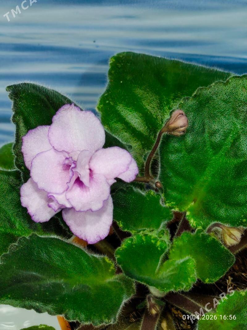 Фиалочки - Мары - img 1