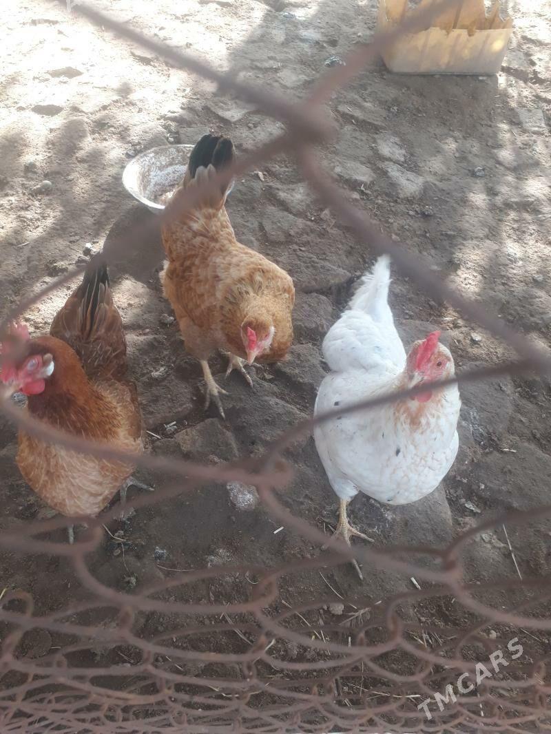 Oy towuklary - Мары - img 1