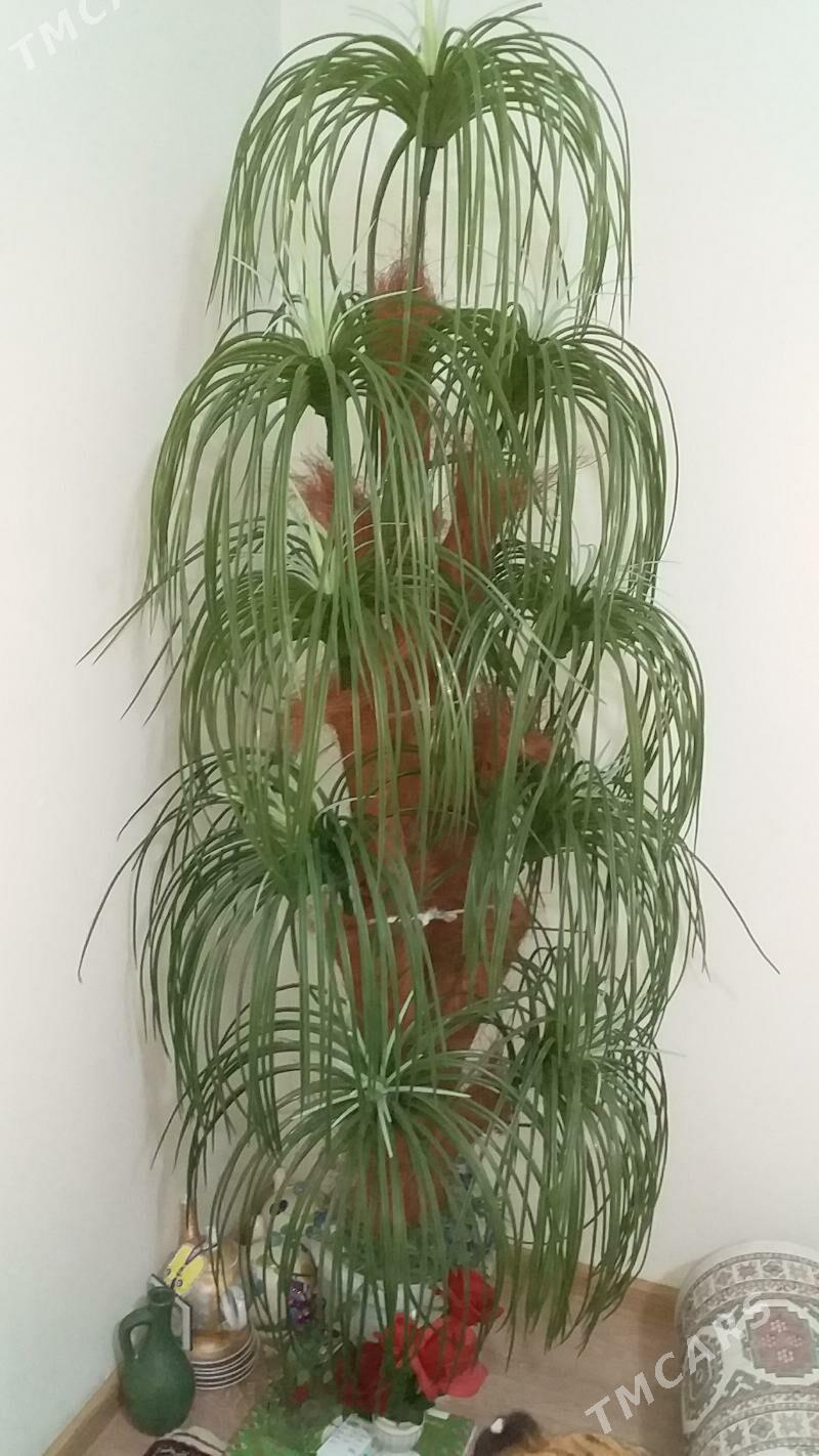 palma - Jebel - img 1