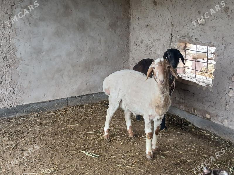 Goyun - Çärjew - img 1