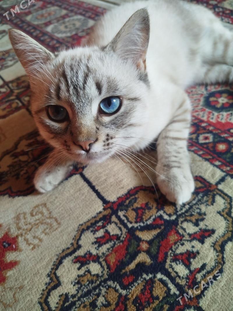 Şotlaniski paroda pishik - Мары - img 1