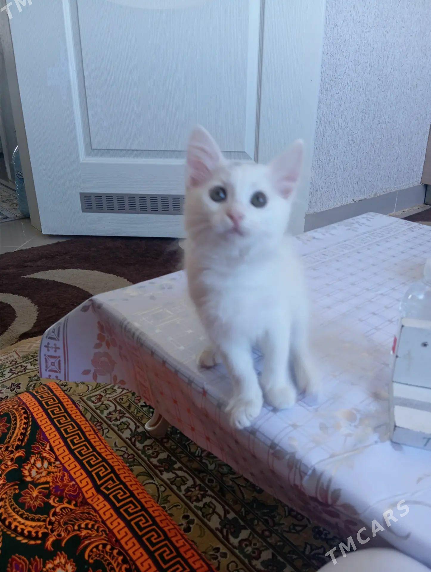 Akja pişik - Туркменбаши - img 1