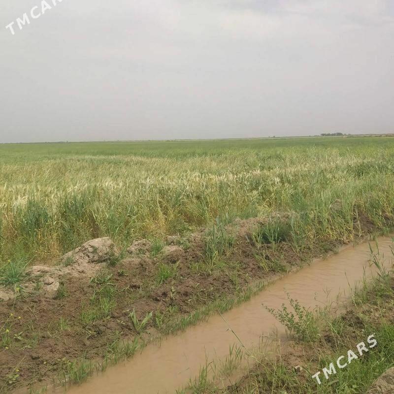 Gektar - Анев - img 1