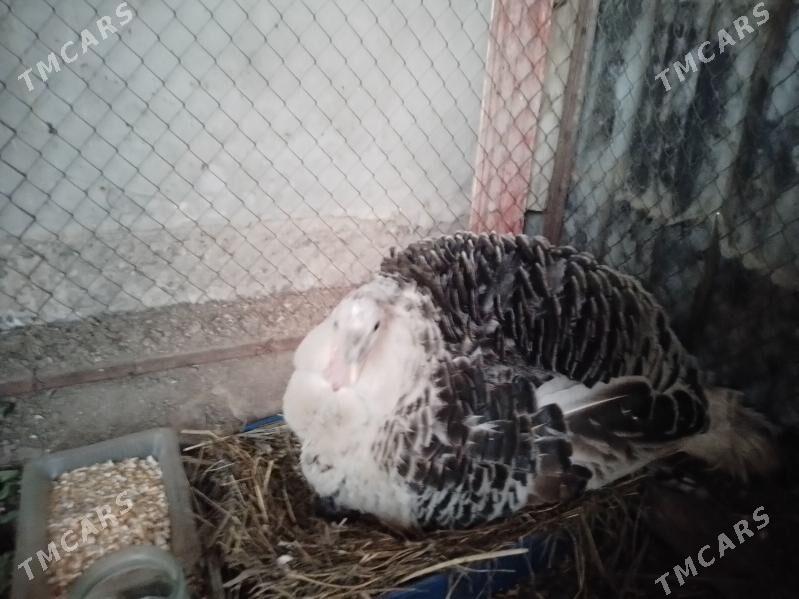 kurk induk - Sakar - img 1