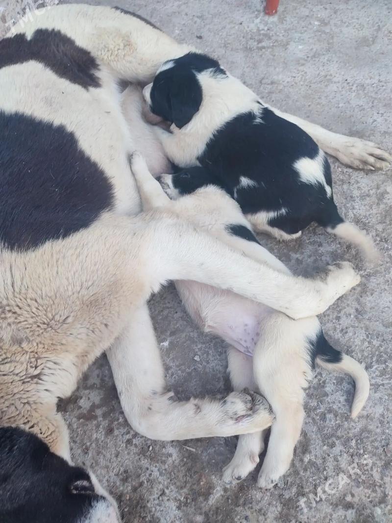 щенки Алабая бесплатно - Туркменабат - img 1