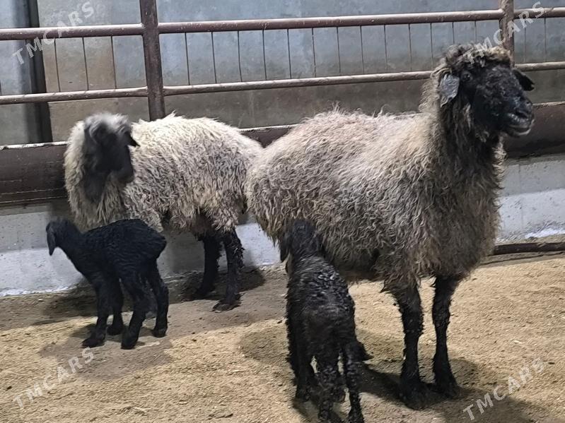 guzuly türkmen goýunlar - Векильбазар - img 1
