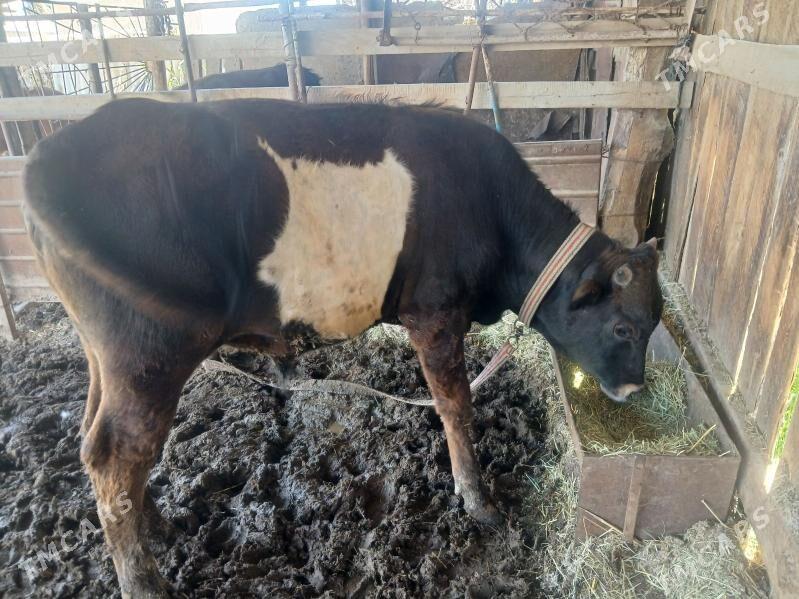 Öküz - Мары - img 1