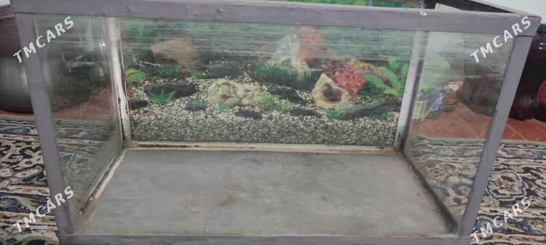 akwarium 100 lit - Туркменабат - img 1