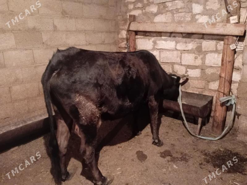 Gysyr sygyr - Балканабат - img 1