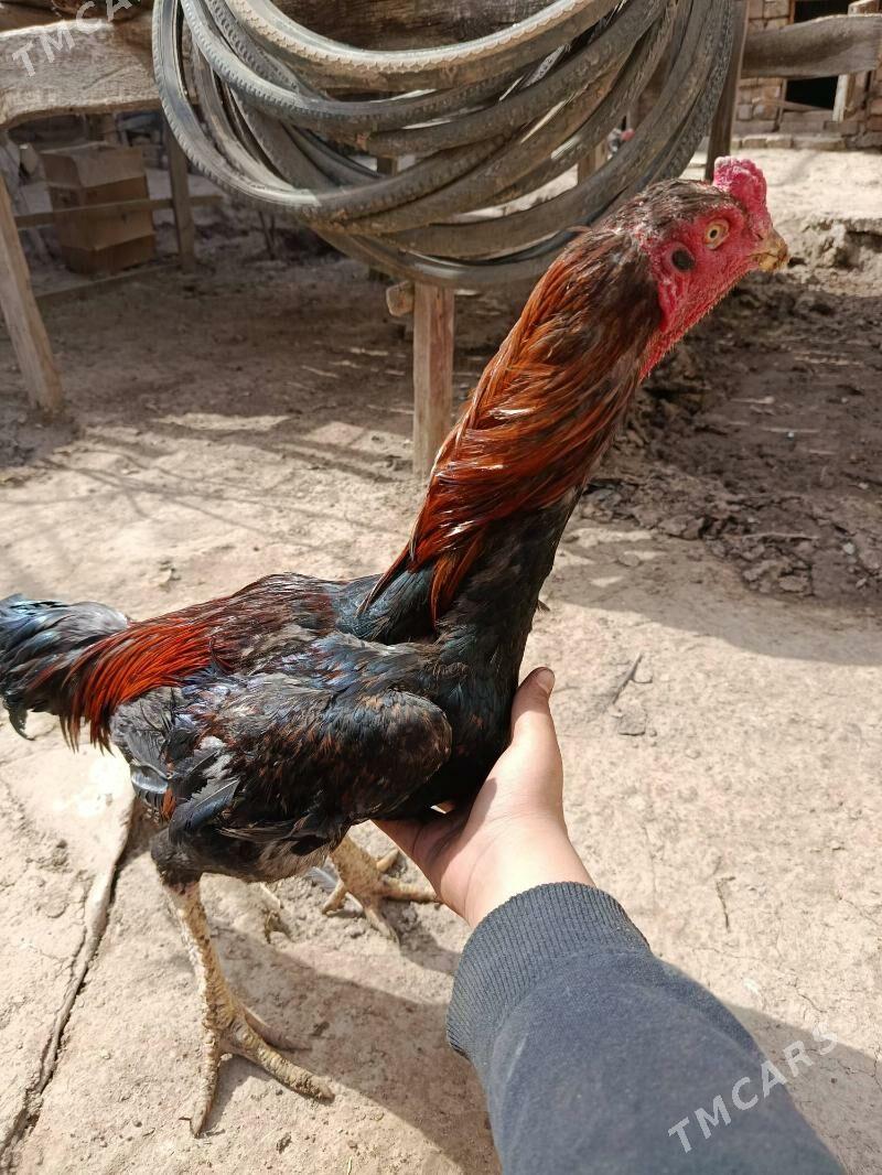 horaz - Daşoguz - img 1