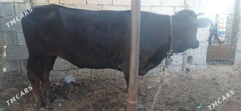 Sygyr - Ak bugdaý etraby - img 1