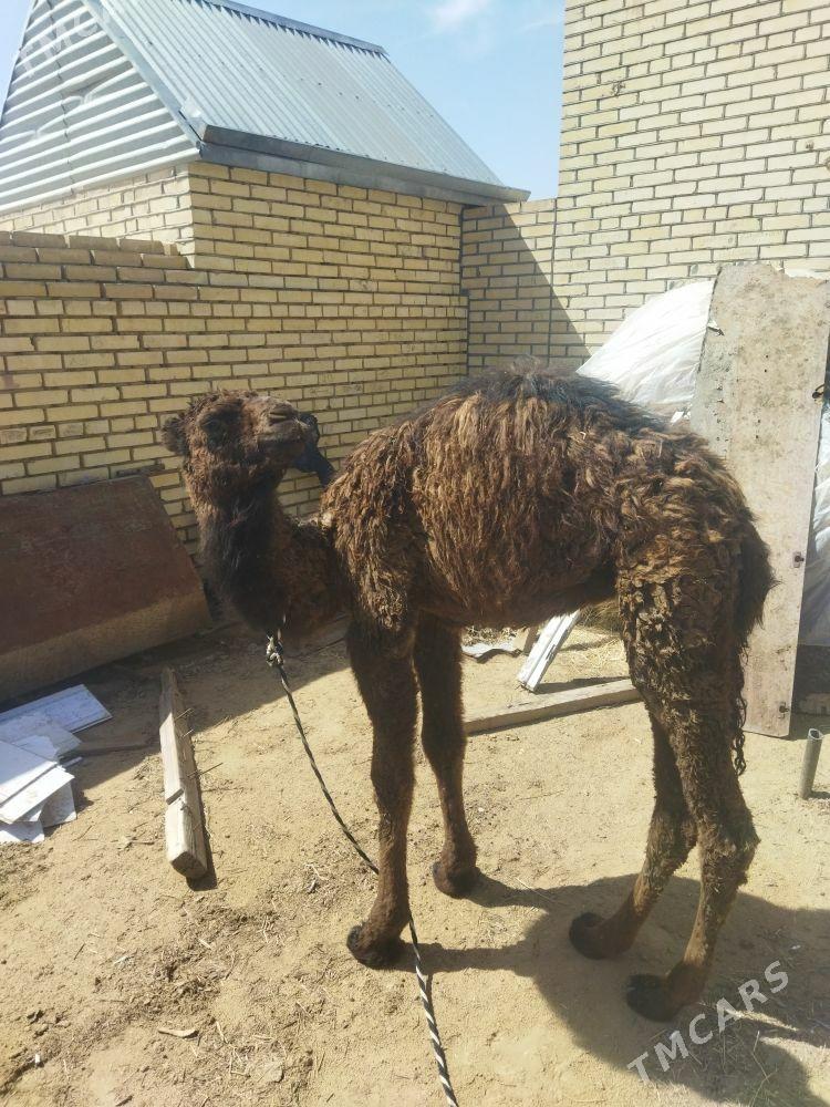 köşek - Mary - img 1