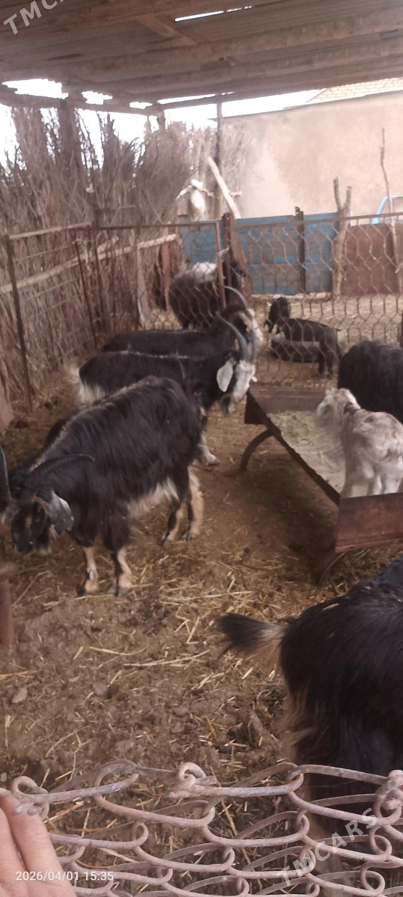 Owlakly geci - Теджен - img 1