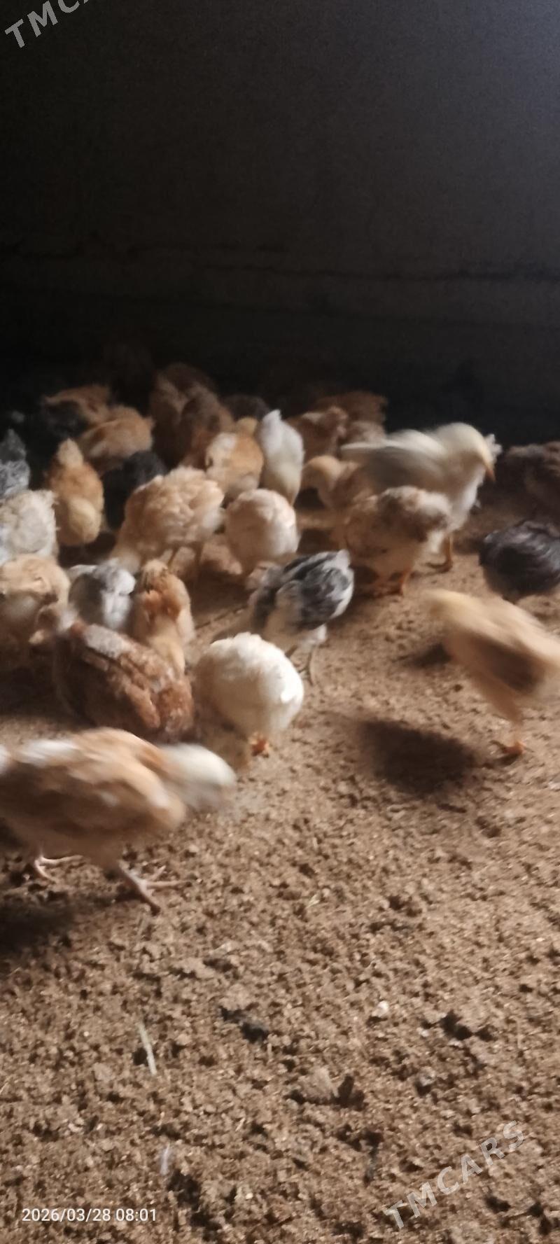 Towk juyje - Теджен - img 1