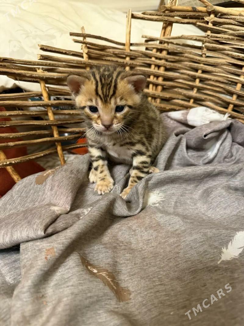 Bengal - Аркадаг - img 1