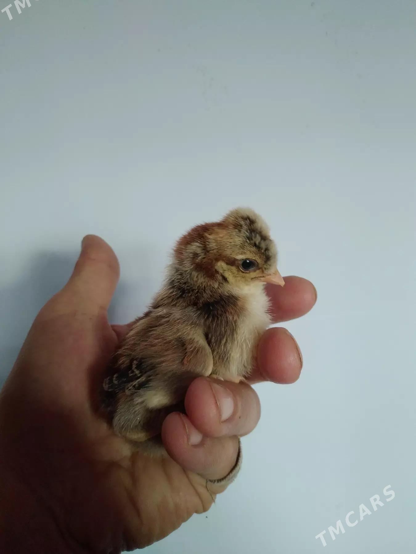 PARODA JÜJELER - Türkmenabat - img 1