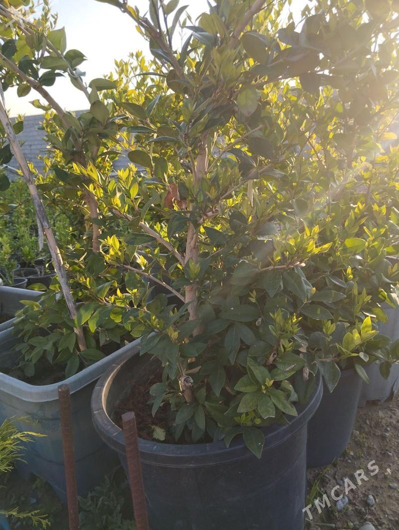 Бирючина вечный зелёный - Анев - img 1