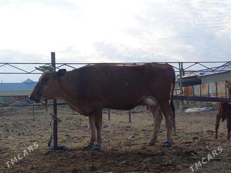 göleli. - Wekilbazar - img 1