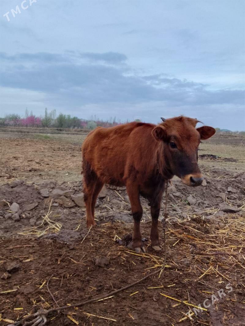 Gaçar bir ýaşap gelýe - Gurbansoltan Eje - img 1