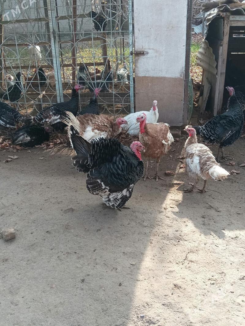 INDUK - Чарджоу - img 1