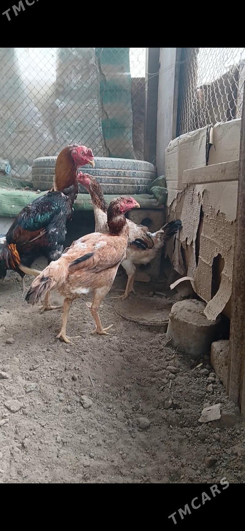 taskent - Ашхабад - img 1