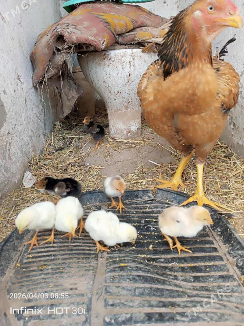 bayes jüyjeli maki - Векильбазар - img 1