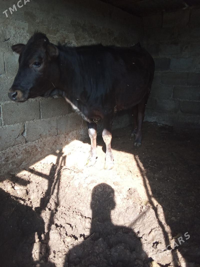 tüwe - Büzmeýin - img 1