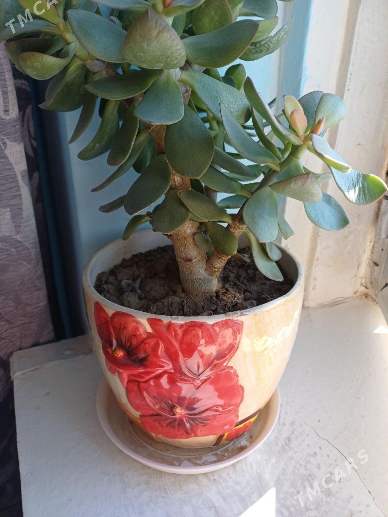 gul - 1 мкр - img 1