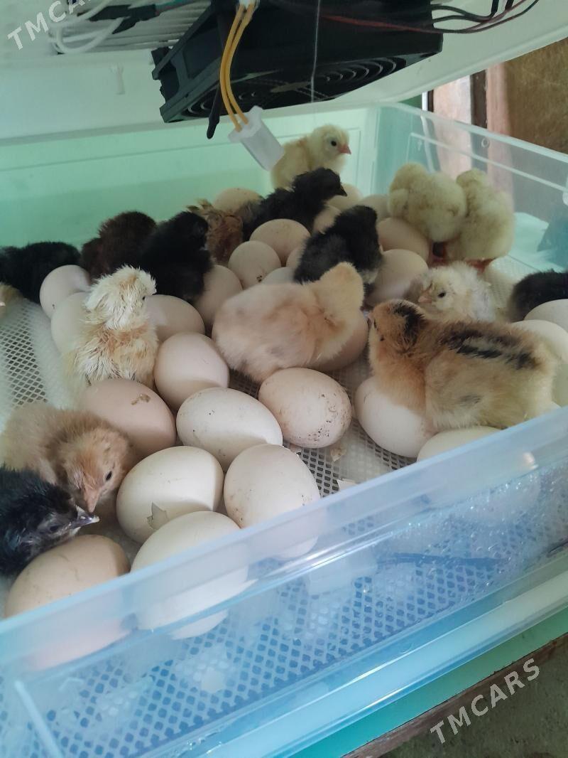 Balgar jüýjeler - Анев - img 1