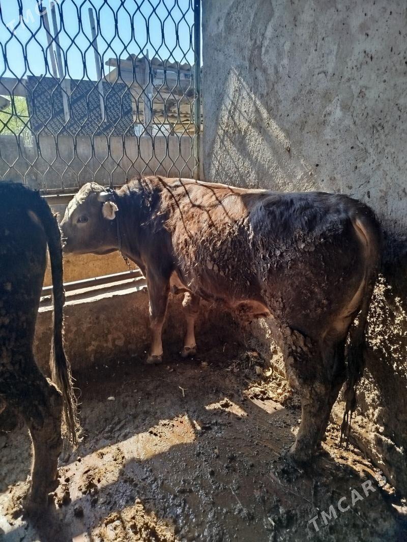 okuz 2sany Siwes - Гёкдже - img 1