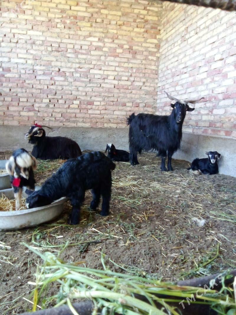 Geçiler Ekiz Owlakly 2 Sany - Gökdepe - img 1