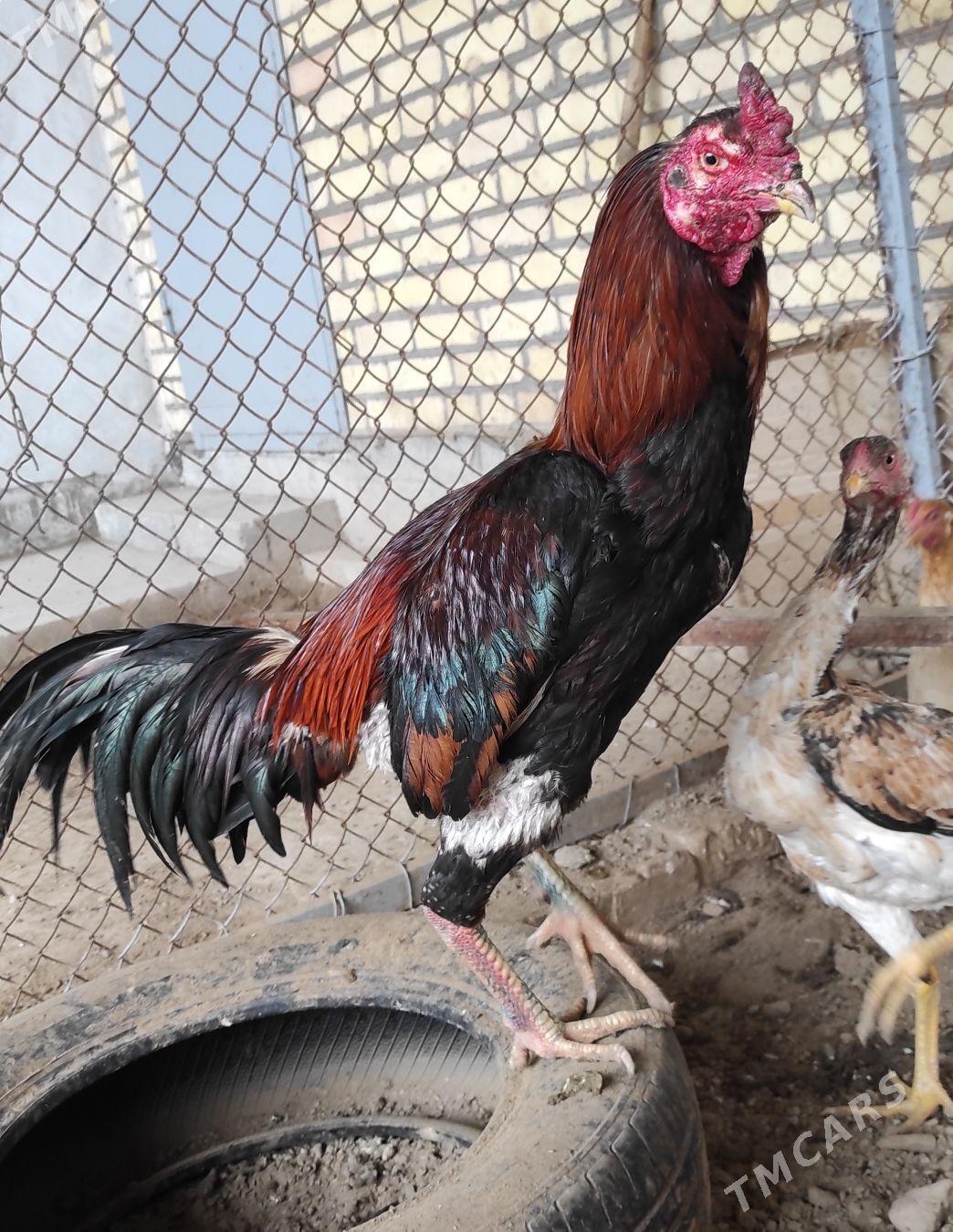 xoraz - Чарджоу - img 1