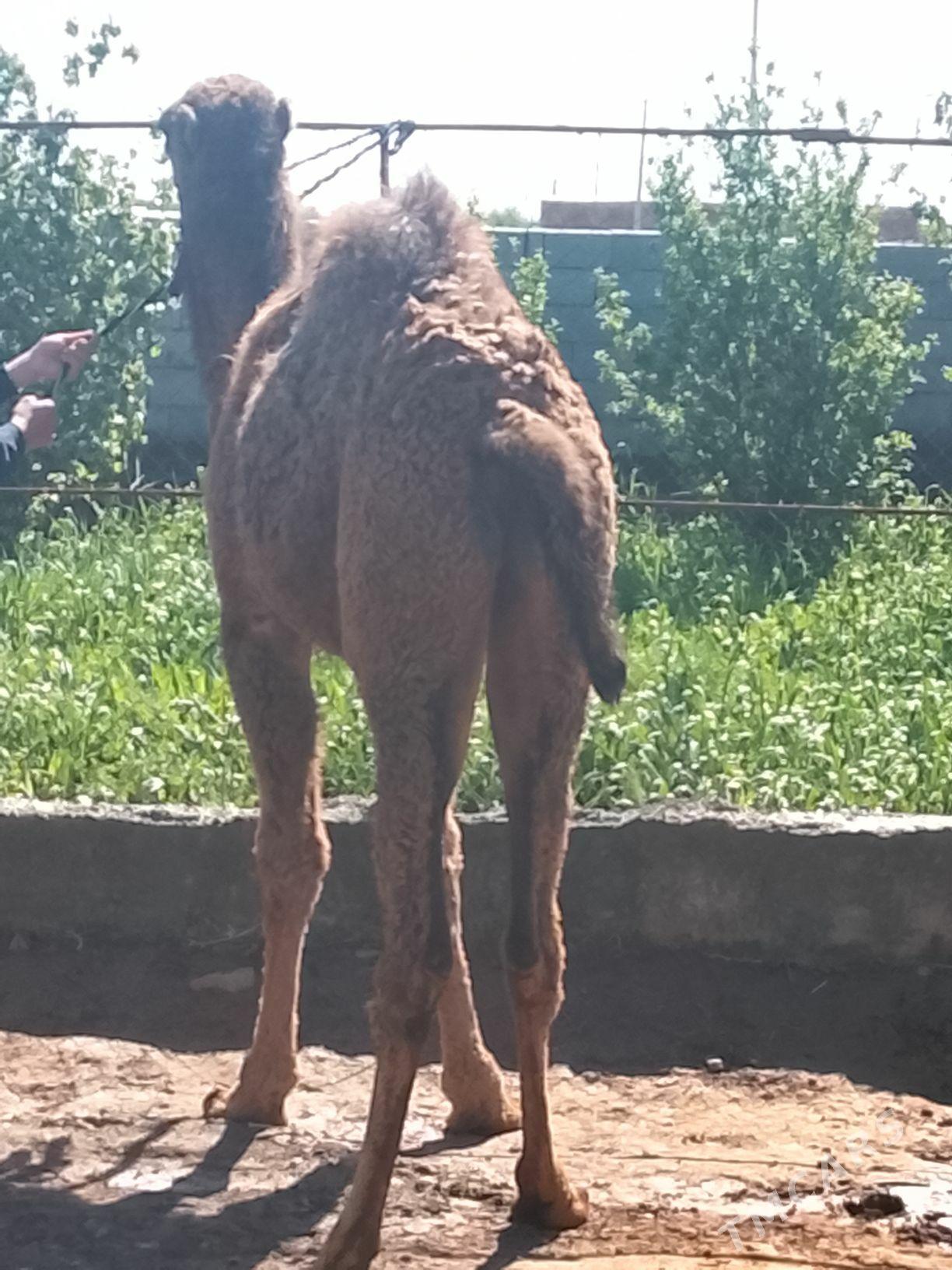 İnen mal - Tejen - img 1