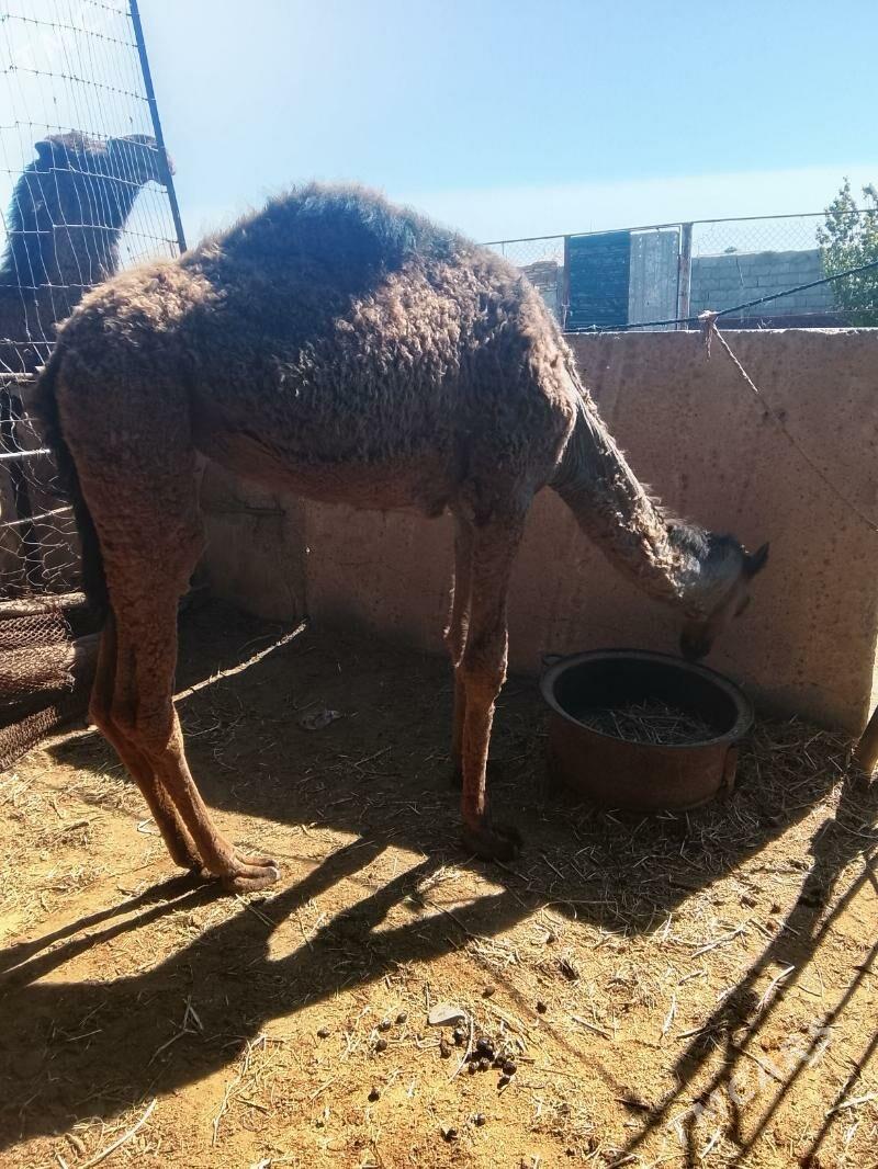 inen owşuk - Tejen - img 1