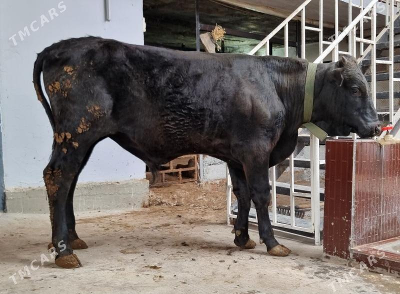 Öküz - Яшлык - img 1