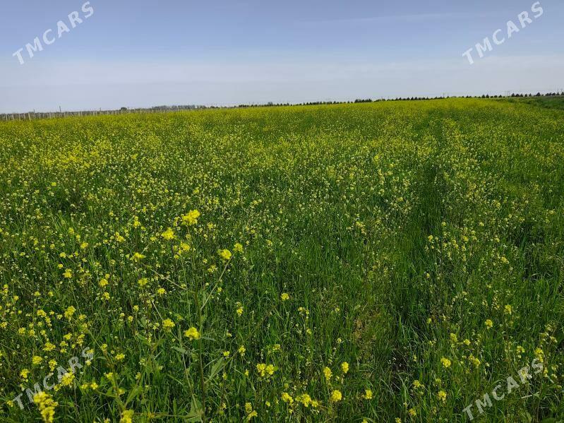 mal uchin ot yorunja mugt - Херрикгала - img 1