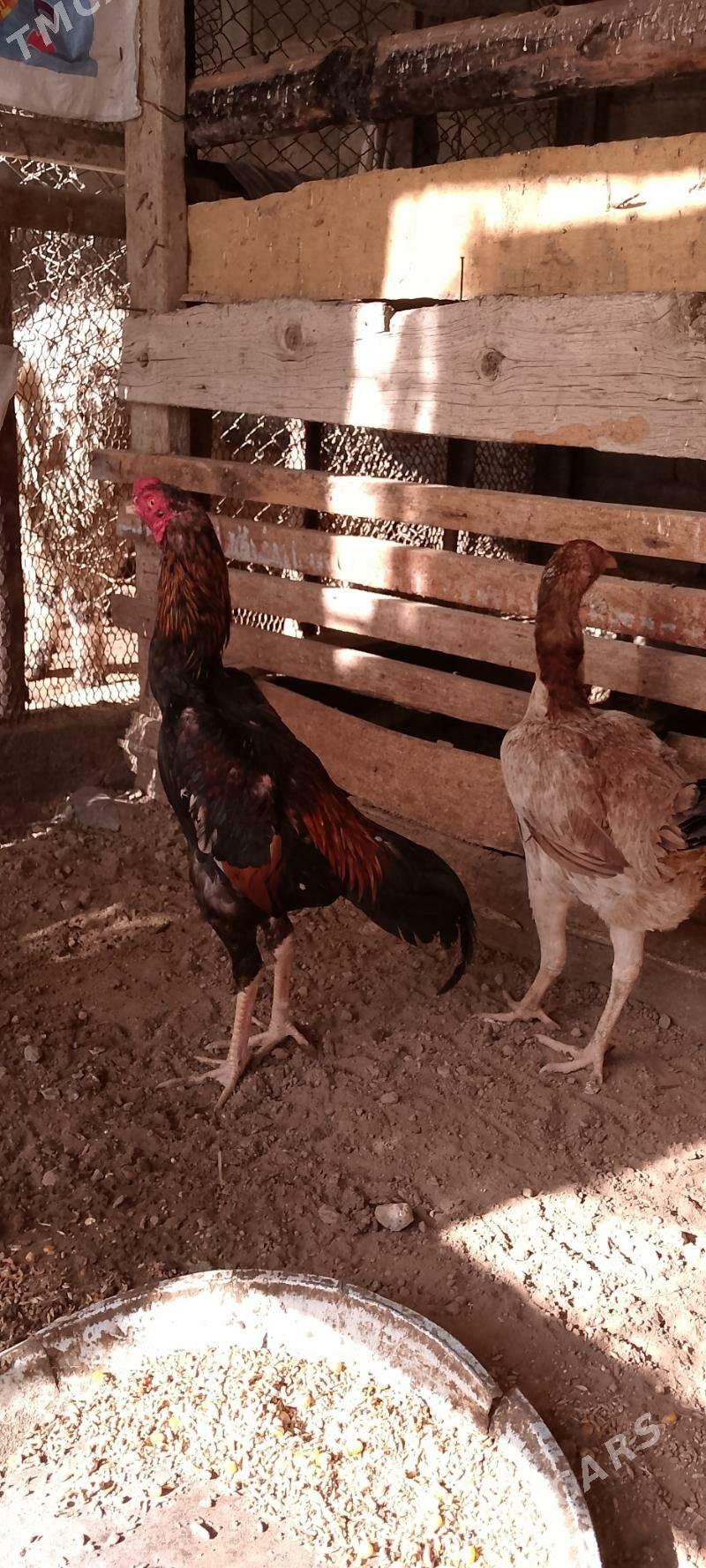 taskent - Änew - img 1