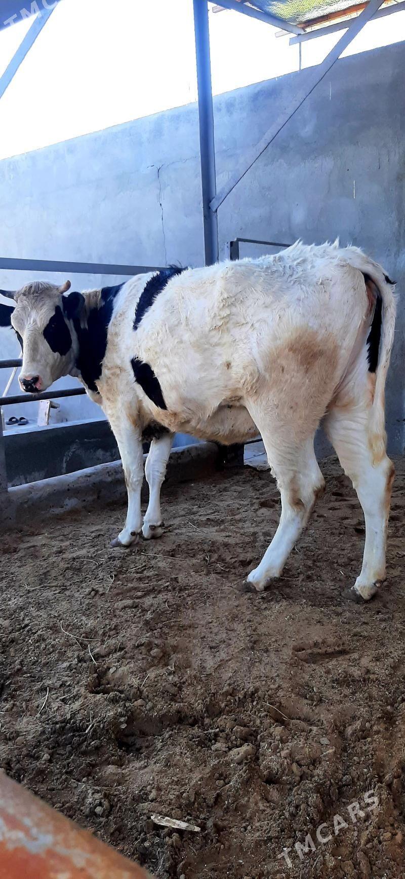 arginal tuwe - Ашхабад - img 1