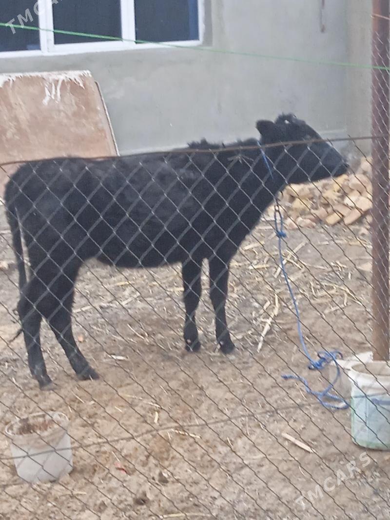 Gaçar - Гороглы (Тагта) - img 1