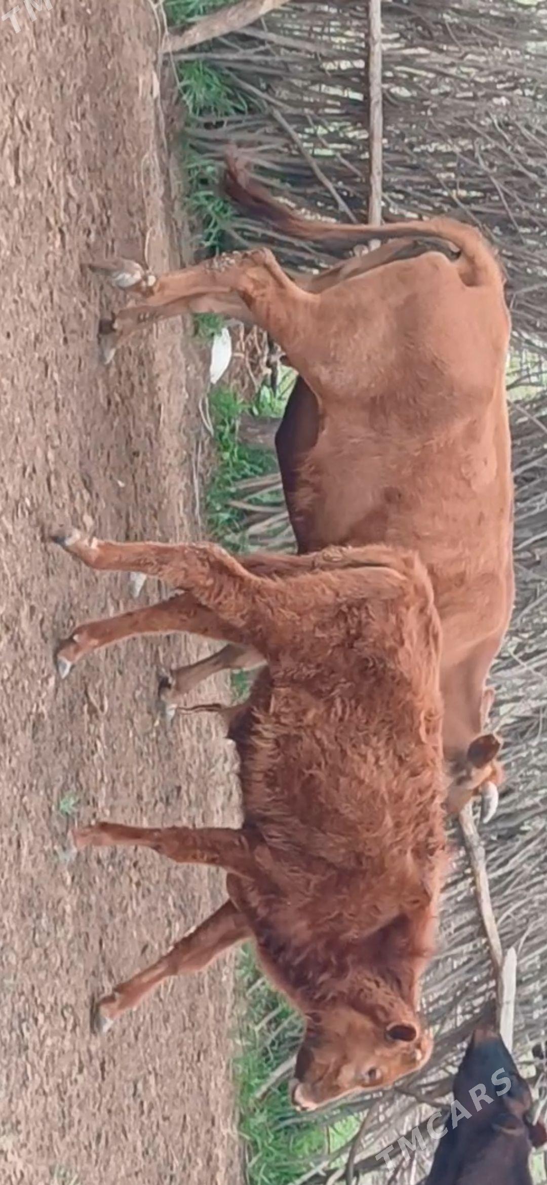 okuzce - Kerki - img 1